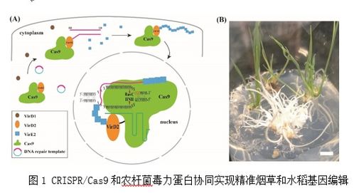 微生物所研究團隊開發crispr cas9和農桿菌毒力蛋白協同作用的基因編輯技術